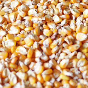 kukurydza_1