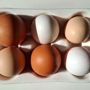 kolory-skorupek-jajek_1