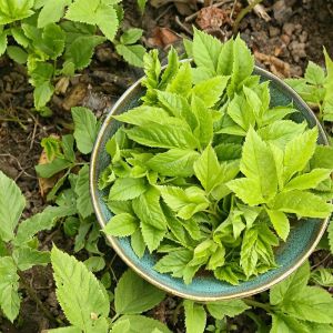 podagrycznik-pospolity