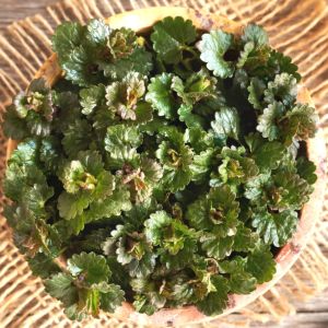 bluszczyk-kurdybanek