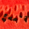 pestki arbuza