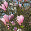 kwiaty magnolii