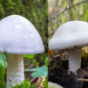 pieczarka-polna-a-muchomor-jadowity