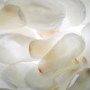 kwiaty-magnolii_1
