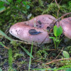 golabek-wyborny