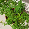 werbena-cytrynowa