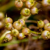 kolendra