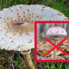sobowtor-kani-czubajeczka-cielista
