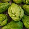 kolczoch-jadalny-pimpinella