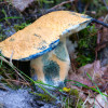 piaskowiec-modrzak_1
