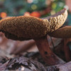 pieknogrzybek-brzoskwiniowy