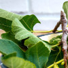 liscie-figowca_1