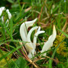 gozdzieniec-robakowaty-clavaria-fragilis