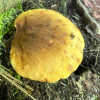 cytrynowy-borowik