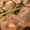 parkogrzybek