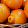 tangelo-odmiany-minneola