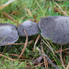 gaska-ziemistoblaszkowa